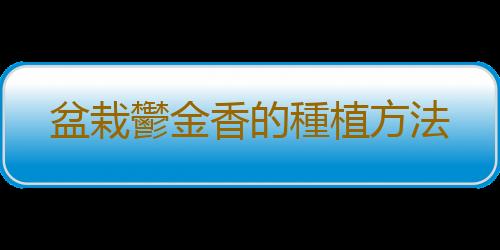 盆栽鬱金香的種植方法
