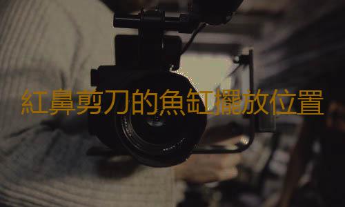 紅鼻剪刀的魚缸擺放位置