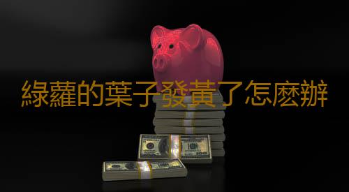 綠蘿的葉子發黃了怎麽辦？