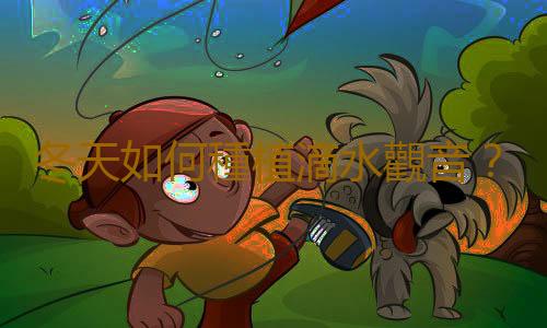 冬天如何種植滴水觀音？
