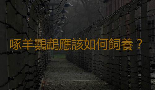 啄羊鸚鵡應該如何飼養？