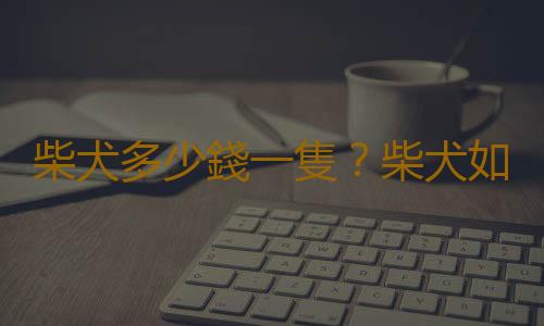 柴犬多少錢一隻？柴犬如何喂養？