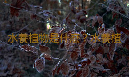 水養植物是什麽？水養植物的分類
