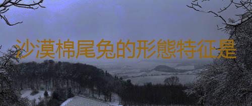 沙漠棉尾兔的形態特征是怎樣的？