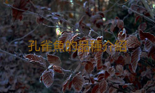 孔雀魚的品種介紹