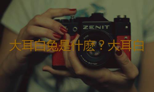 大耳白兔是什麽？大耳白兔怎麽養？
