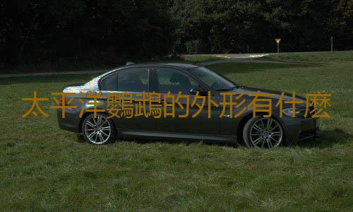 太平洋鸚鵡的外形有什麽特征？