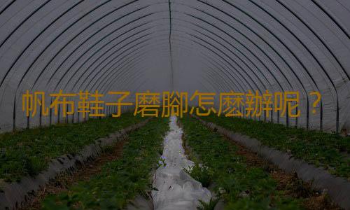帆布鞋子磨腳怎麽辦呢？