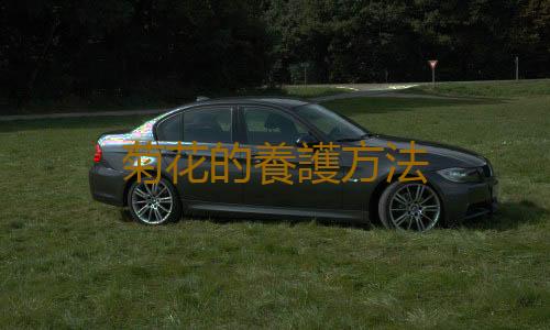 菊花的養護方法