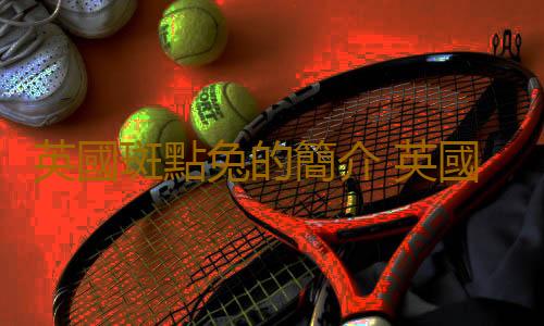 英國斑點兔的簡介 英國斑點兔的價格