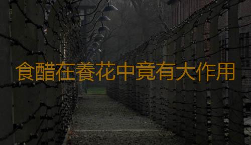 食醋在養花中竟有大作用？