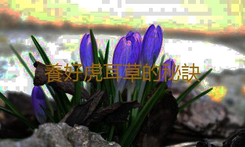 養好虎耳草的秘訣