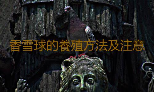香雪球的養殖方法及注意事項