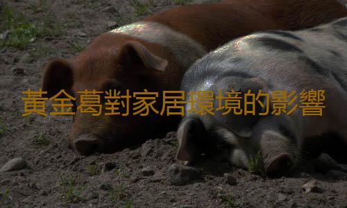 黃金葛對家居環境的影響